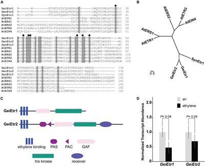 Cyanobacteria Respond to Low Levels of Ethylene